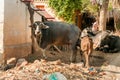 Indian brown Cow suckles calf in small Indian village