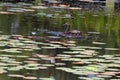 Indian Brown Duck in a Pond Royalty Free Stock Photo