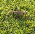 Indian brown lizard taking sunbath on green grass.