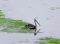 Indian brown pelican bird floats in the water