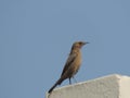 Indian Brown Rock Chat bird Royalty Free Stock Photo