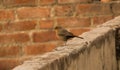 Brown rock chat sparrow sitting on brick wall of cement Royalty Free Stock Photo