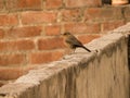 Brown rock chat sparrow sitting on brick wall of cement Royalty Free Stock Photo