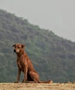 Indian brown street dog