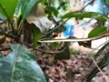 An Indian brown vine snake is shown in this photo Royalty Free Stock Photo