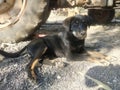 Indian buetifull dogy and black collers