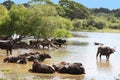 Indian Buffalo bathing in the river Yala Sri Lanka