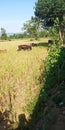 Indian buffalo cow calf grazing grass field  jungle Royalty Free Stock Photo