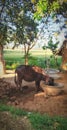 Indian buffalo eating fodder Royalty Free Stock Photo