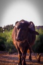 indian buffalo in green fields of Kutch district in india,buffalo in the Indian village in the yard,black Buffalo, countryside Royalty Free Stock Photo