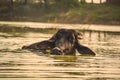 Indian Buffalo Herd Water Wildlife