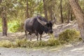 The Indian buffalo