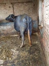 Indian buffalo during pregnancy days