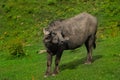 Indian buffalo some where in Himachal Pradesh