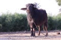 Indian buffalo tied with an iron chain,Black indian buffalo in yard,village life view of buffalo,ÃÂ¡ountryside Royalty Free Stock Photo