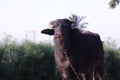 Indian buffalo tied with an iron chain,Take a look at the Indian buffalo in front of the camera,Indian Buffalo resting outside in Royalty Free Stock Photo