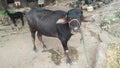 Indian Buffalo in village when eating grass