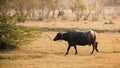 Indian buffalo walking in the field.