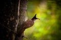 Indian Bulbul bird caught it& x27;s insect