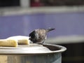 Indian Bulbul Bird eating Banana