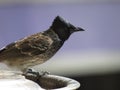 Indian Bulbul Bird sitting on a utensil outside window