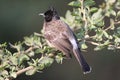 Indian bulbul, bird, nature, wallpaper