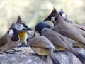 Indian bulbul