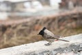 An indian bulbul siting on old rough wall.