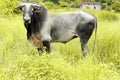 Indian bull Royalty Free Stock Photo
