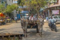 Indian bullock cart or ox cart run by man in village.
