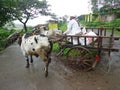 Indian bullock cart in the village