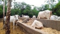 Indian Bulls, Cows And Calf Is Sitting And Standing At A Place Fodder Eating . Animal Funny.