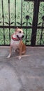 Indian bully dogy sweet and frendly