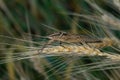 Indian bush cricket insect on the panicle of wheat crop. Selective focus used