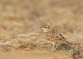 Indian Bush Lark, Mirafra erythroptera