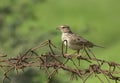 Indian Bushlark Perching on Wired Fence