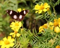 Indian butterfly : Great Eggfly