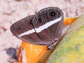 Indian butterfly in konkan