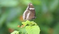 Indian butterfly nature