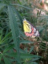 Indian butterfly and it`s calmness Royalty Free Stock Photo