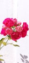 INDIAN button rose bunch of flowers with white background