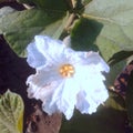 A cabalish gourd flower green branch and leaves in Indian agriculture farm.