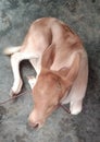Indian calf sitting on the floor.... Royalty Free Stock Photo