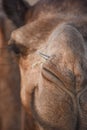 Indian camel in the Desert, Rajasthan, India