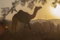 Indian camel in the gold light. Royalty Free Stock Photo