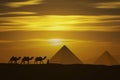 indian and camel and pyramid at sunset Royalty Free Stock Photo