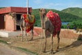 Indian camel with red saddle waiting for camel Tour at Man Sagar Lake in Jaipur, Rajasthan, India 2019