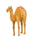 Indian camel with saddle vector concept