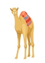 Indian camel with saddle vector concept