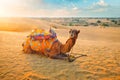 Indian camel in sand dunes of Thar desert on sunset. Jaisalmer, Rajasthan, India Royalty Free Stock Photo